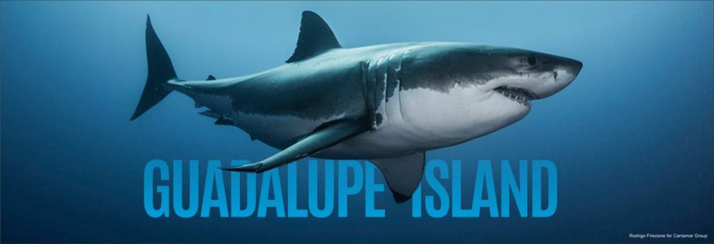 Guadalupe Shark Diving - Cantamar Liveaboards