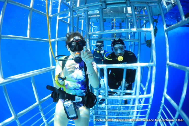 great white shark certified cages