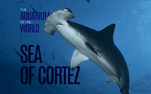 Sea of Cortez Hammerhead Shark
