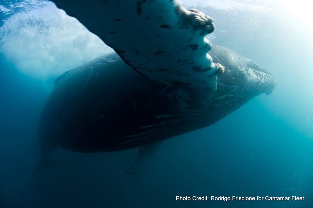 humpback whale socorro island