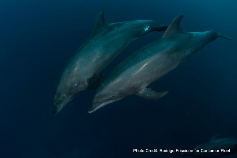 dolphins in socorro island